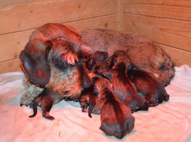 de l'orée du bois roux - Naissance des chiots d'Idem et de Ioury