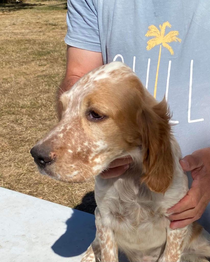 de l'orée du bois roux - Chiots disponibles - Setter Anglais